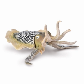 Common Cuttlefish