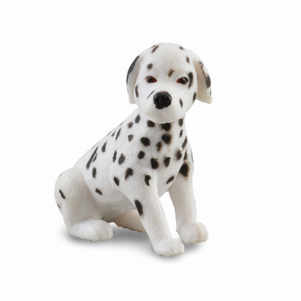 Dalmatian Puppy