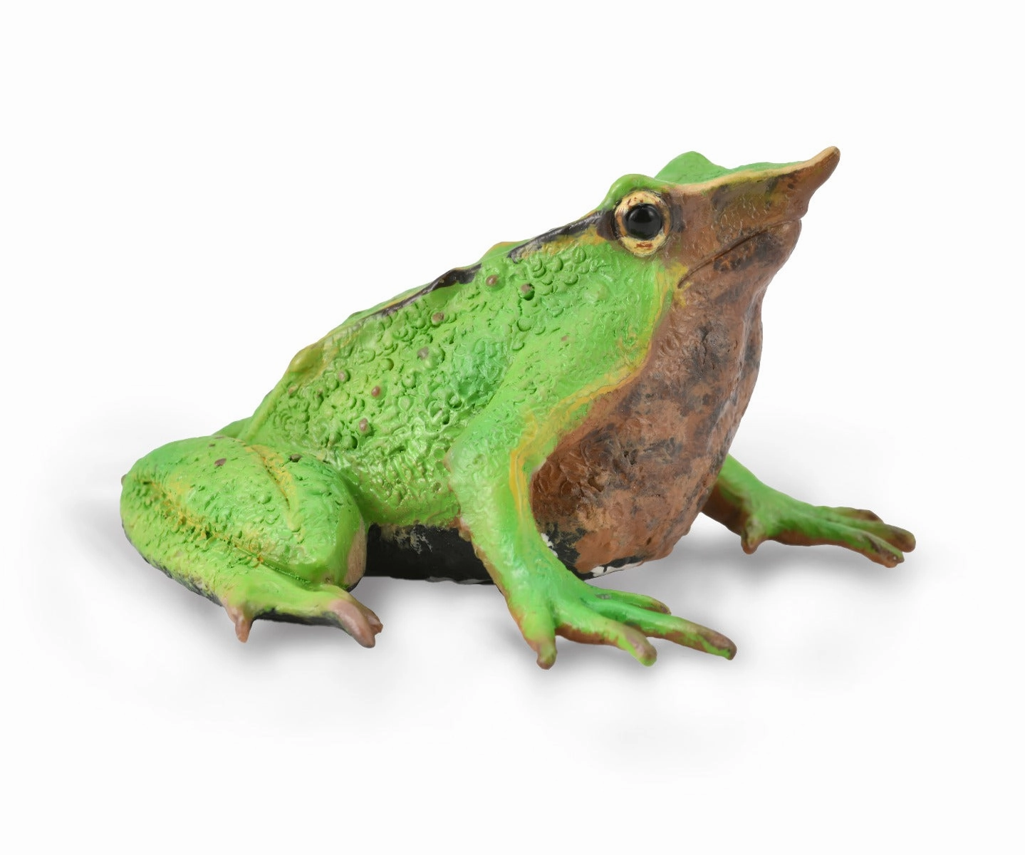 Darwin's Frog
