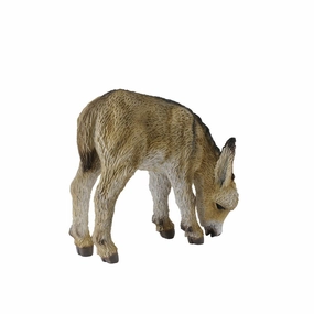 Donkey Foal Grazing