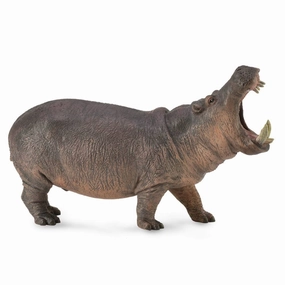 Hippopotamus