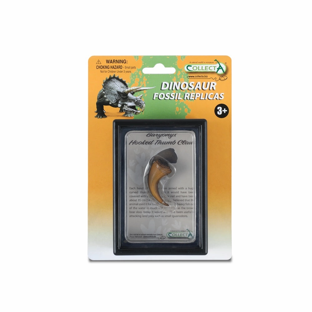 Hooked Thumb Claw Of Baryonyx In Display Case