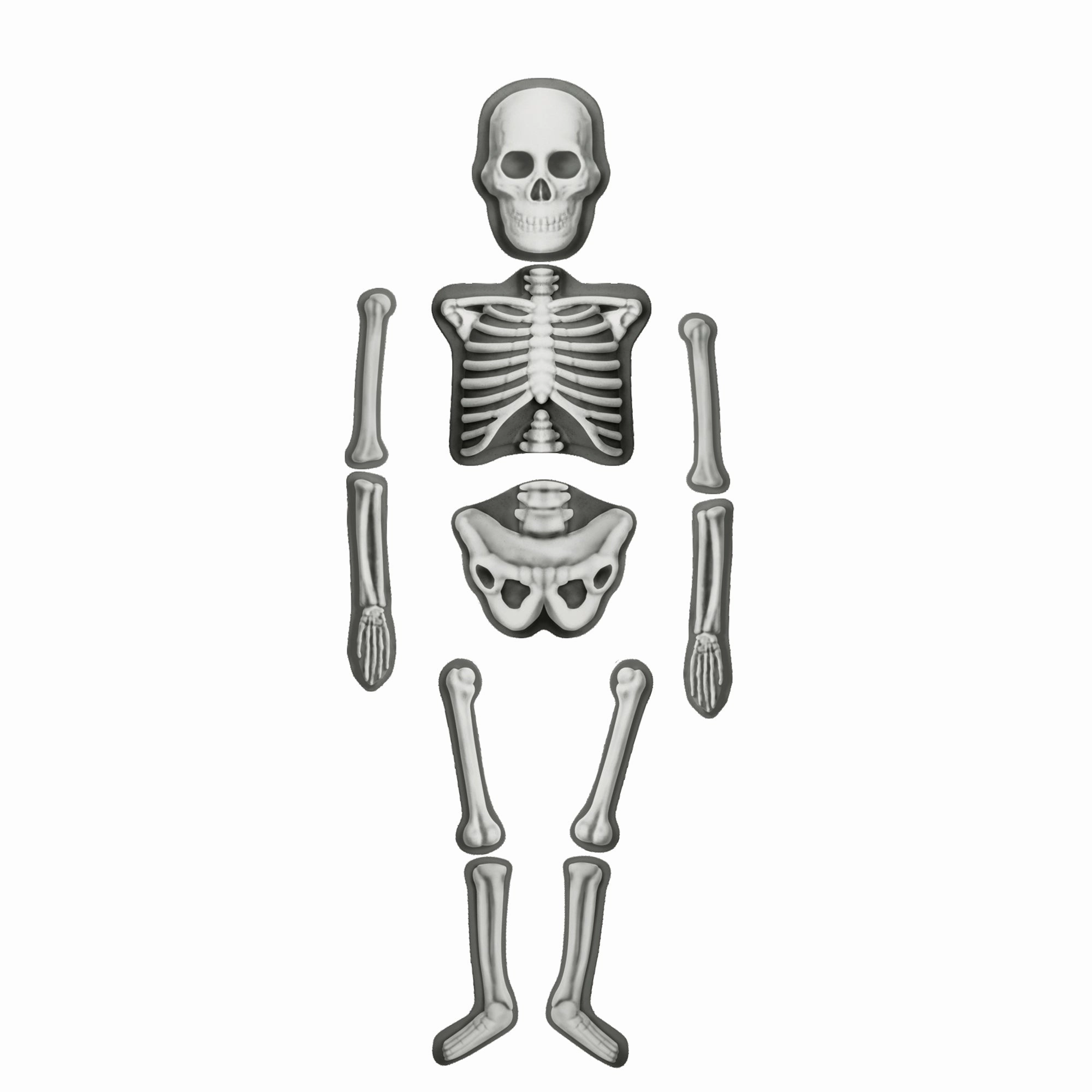 House of Marbles Human Skeleton Make & Decorate Kit