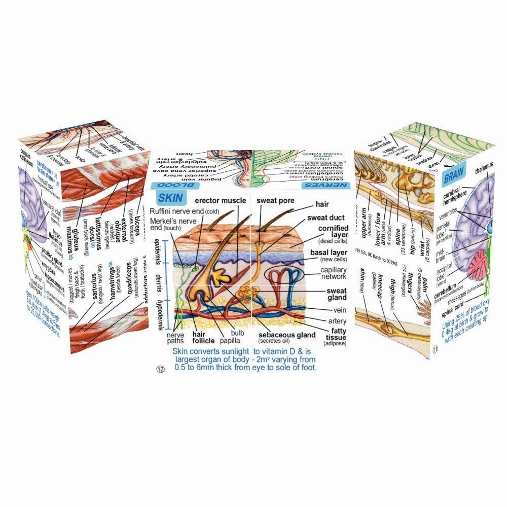 Human Body Systems and Statistics Cubebook