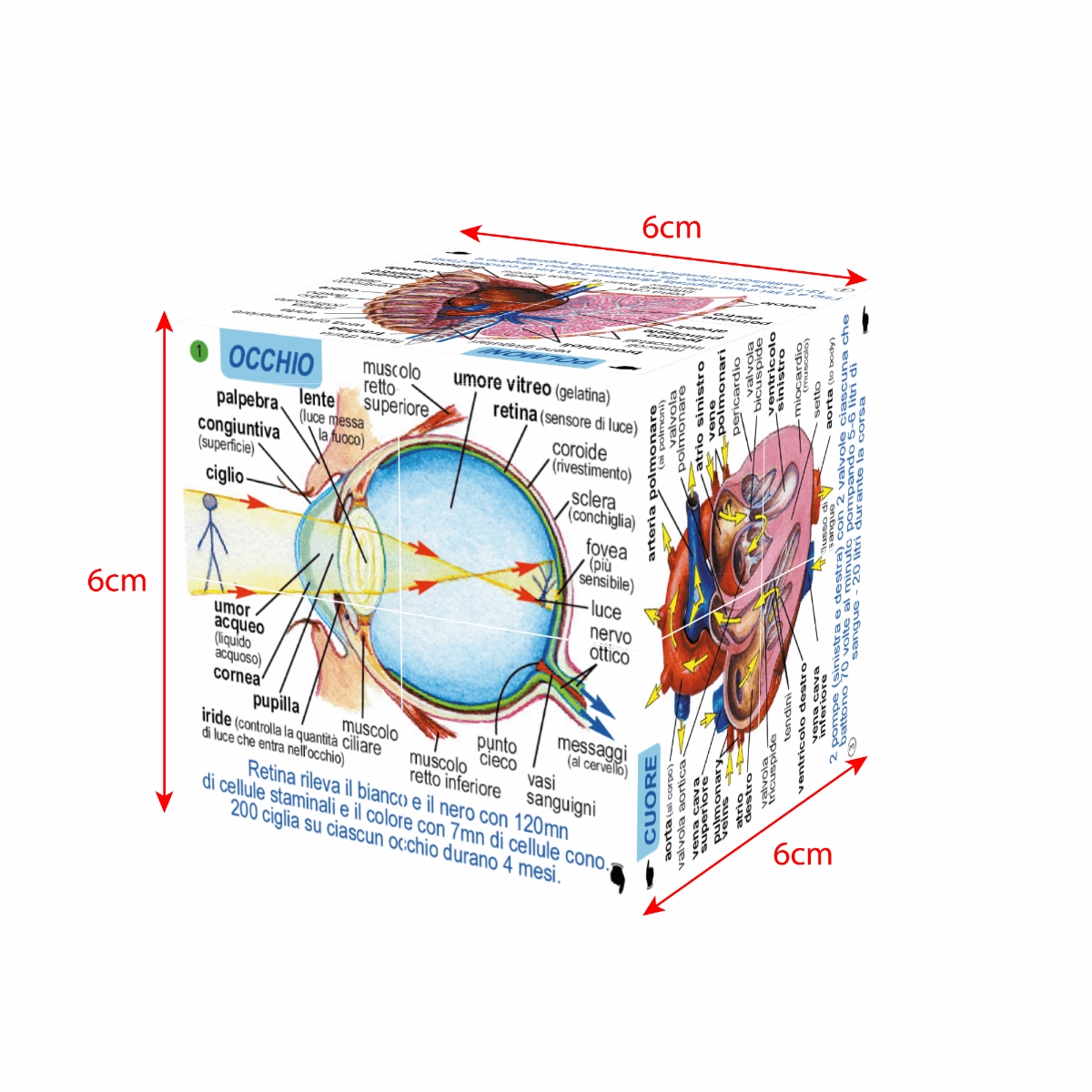 Human Body Systems and Statistics Cubebook
