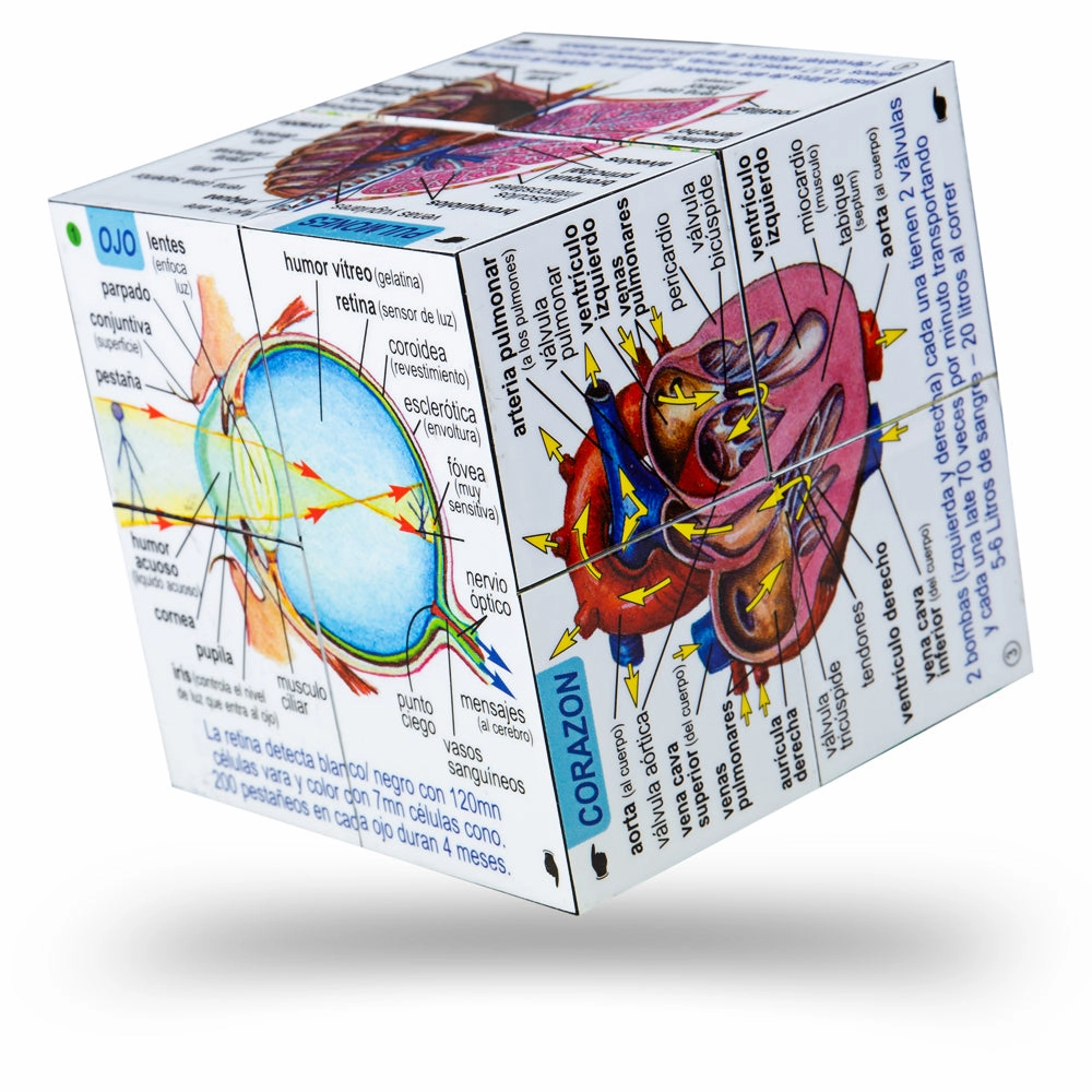 Human Body Systems and Statistics Cubebook