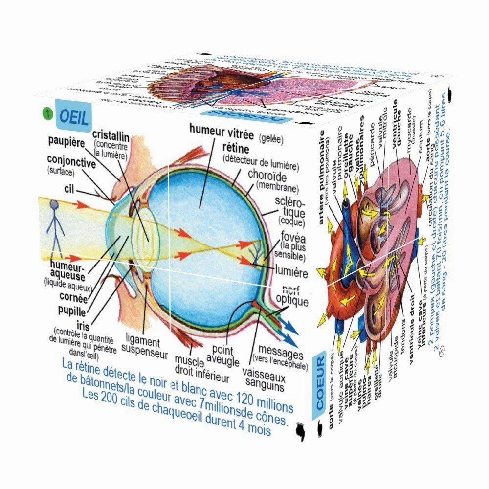 Human Body Systems and Statistics Cubebook