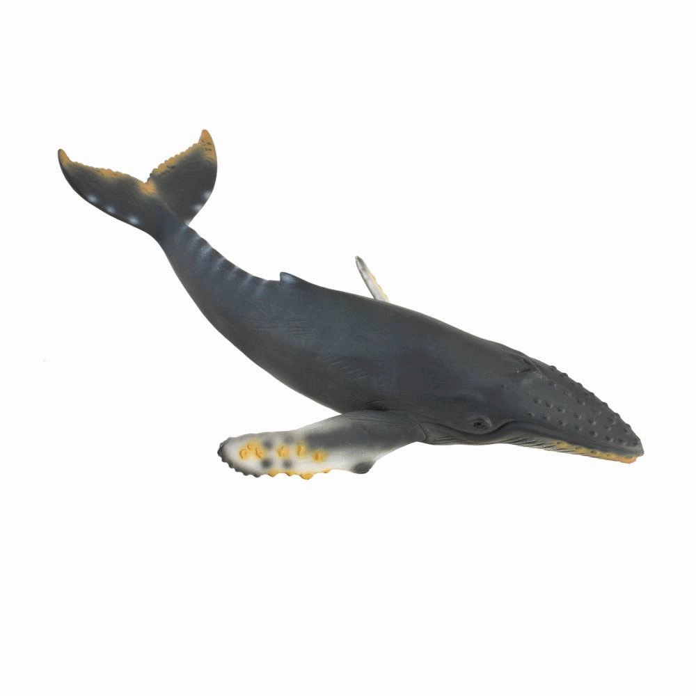 Humpback Whale