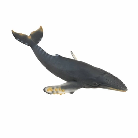Humpback Whale