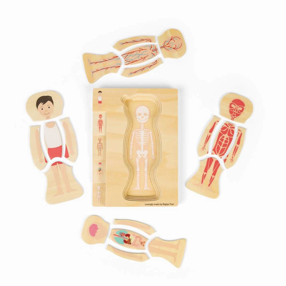 Male Human Anatomy Puzzle