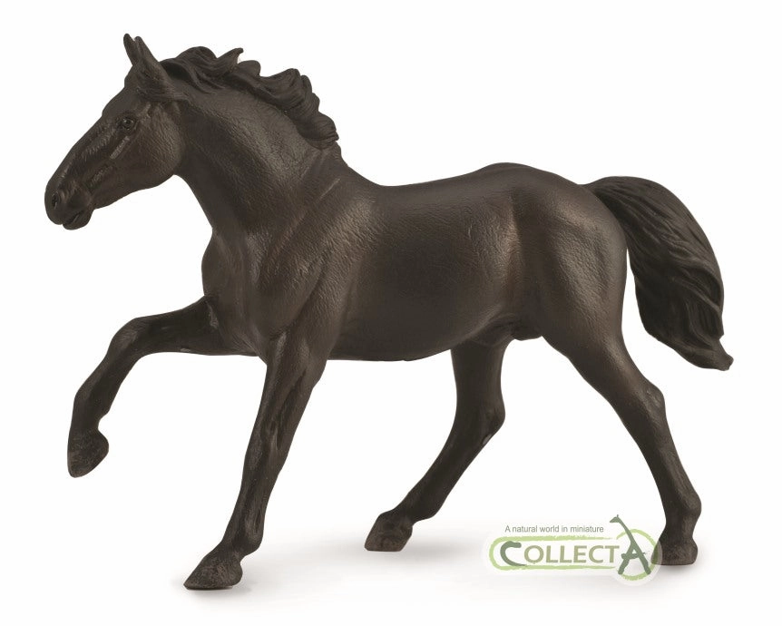Nonius stallion