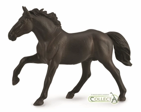 Nonius stallion