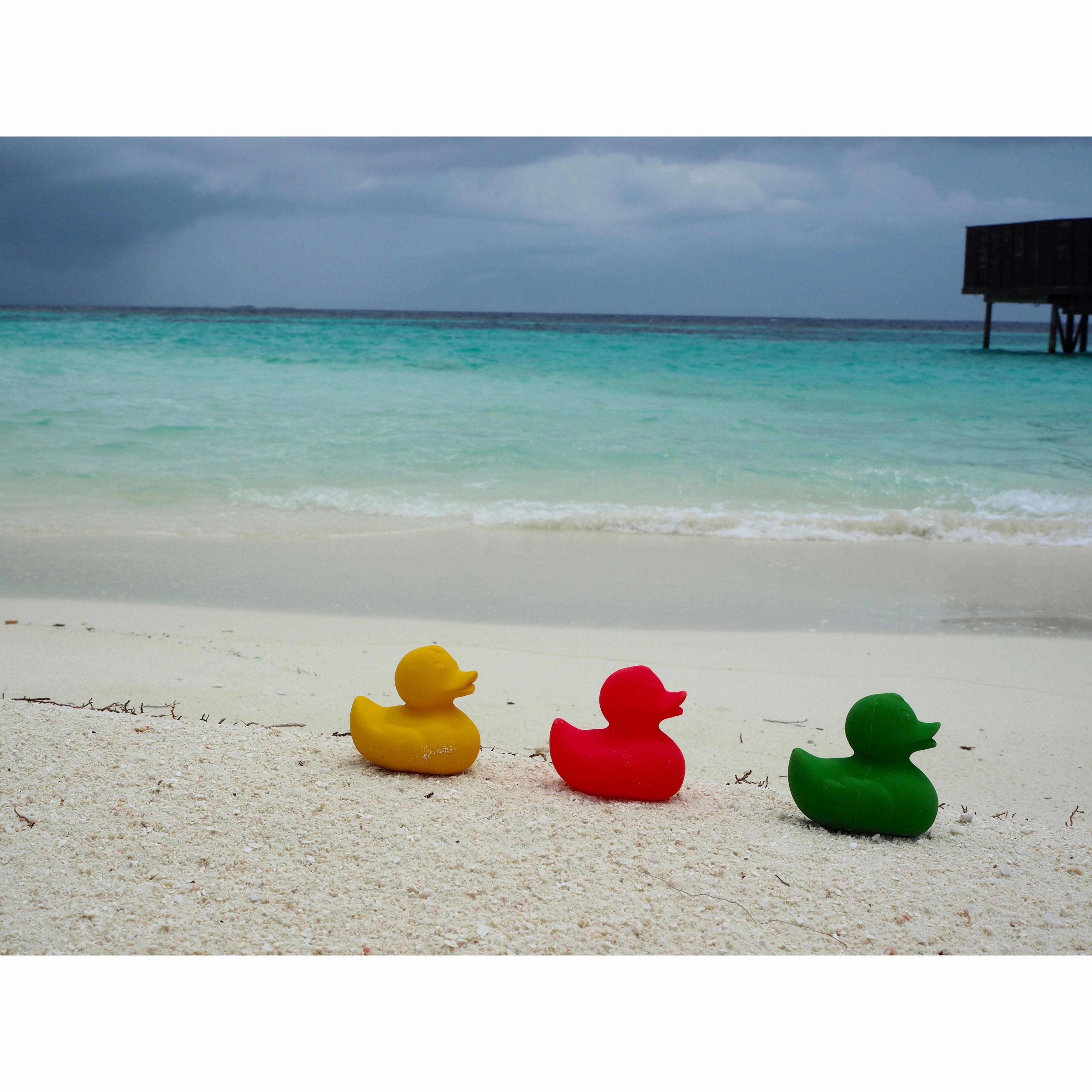 Oli & Carol Small Monochrome Ducks Teether