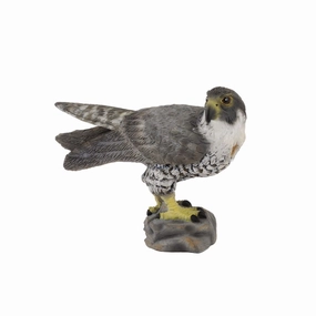 Peregrine Falcon