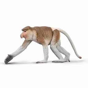 Proboscis Monkey