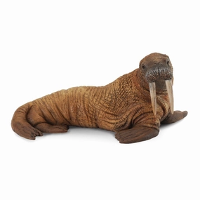 Walrus