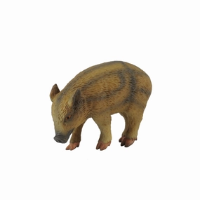 Wild Piglet Eating